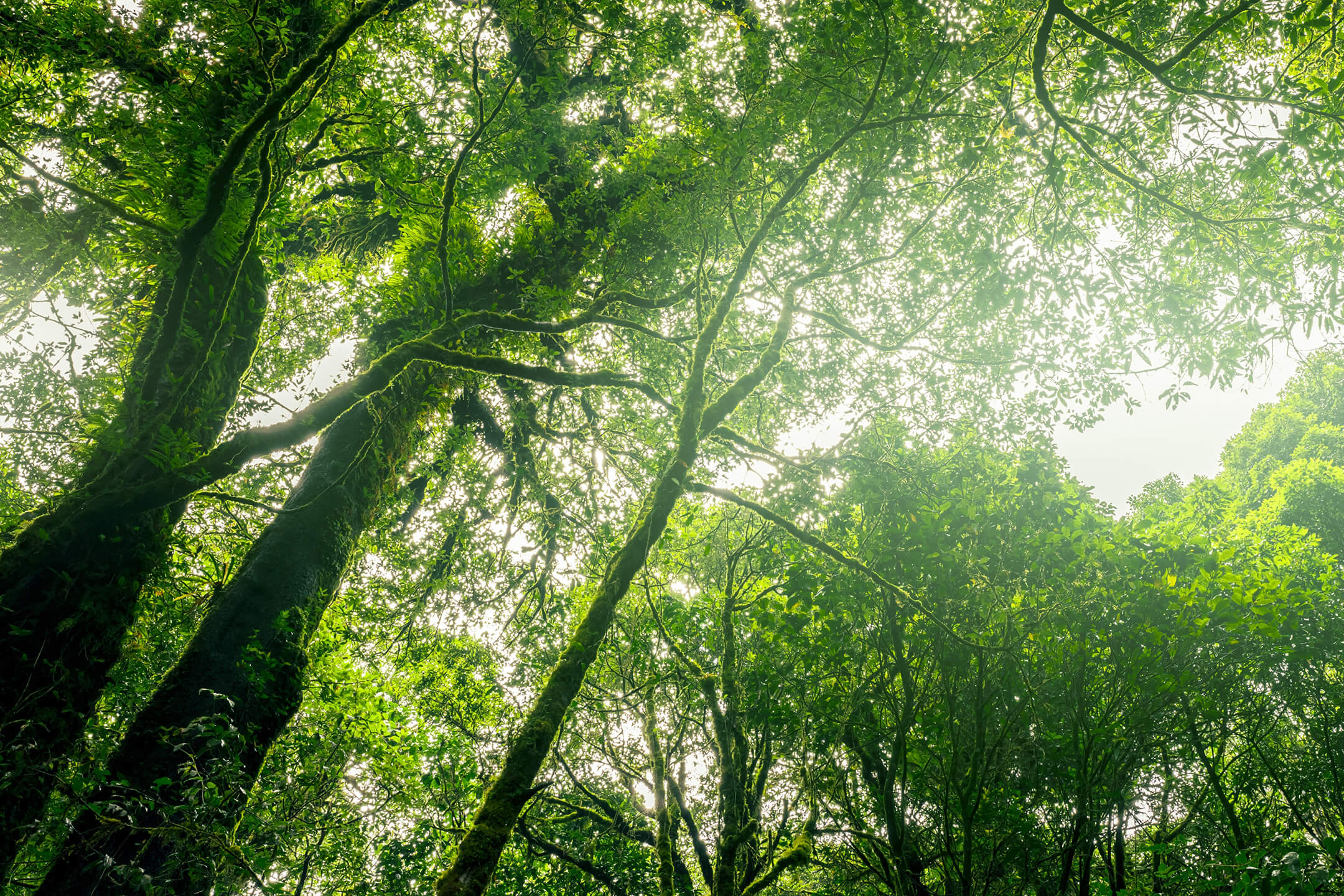 Carbon Management & Climate Solutions