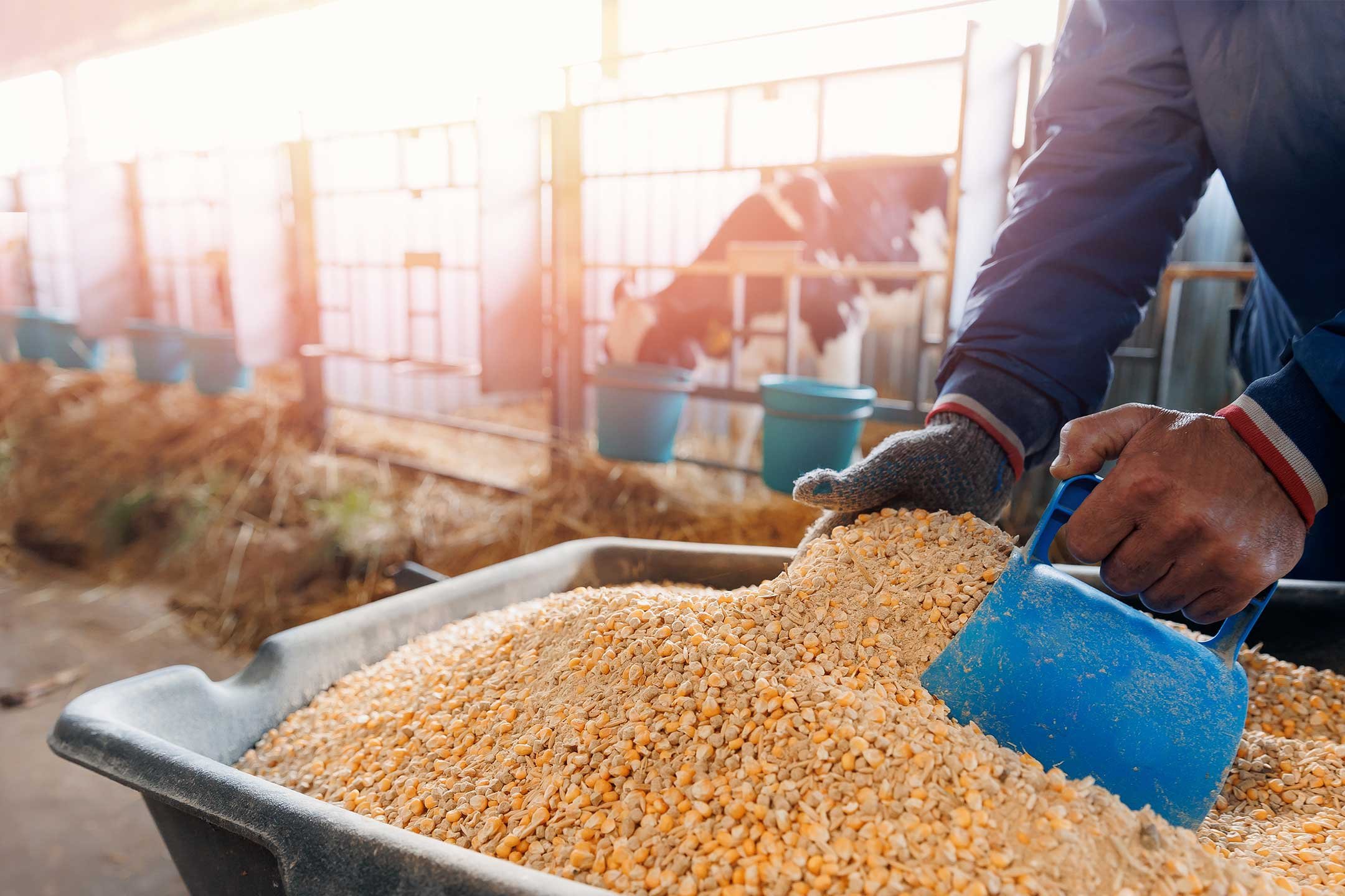 Feed and Aquaculture