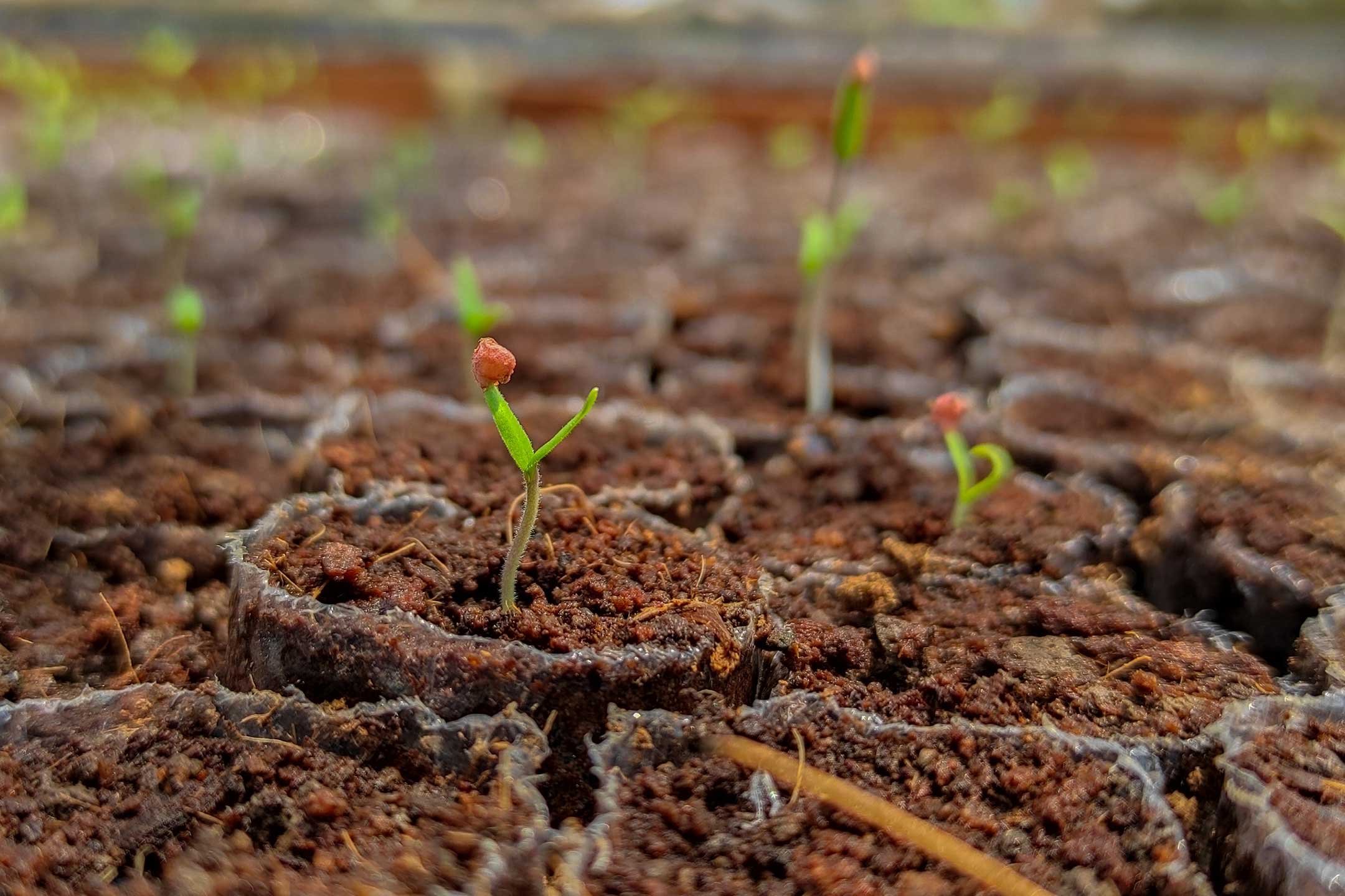 Seed & Fruit Treatment