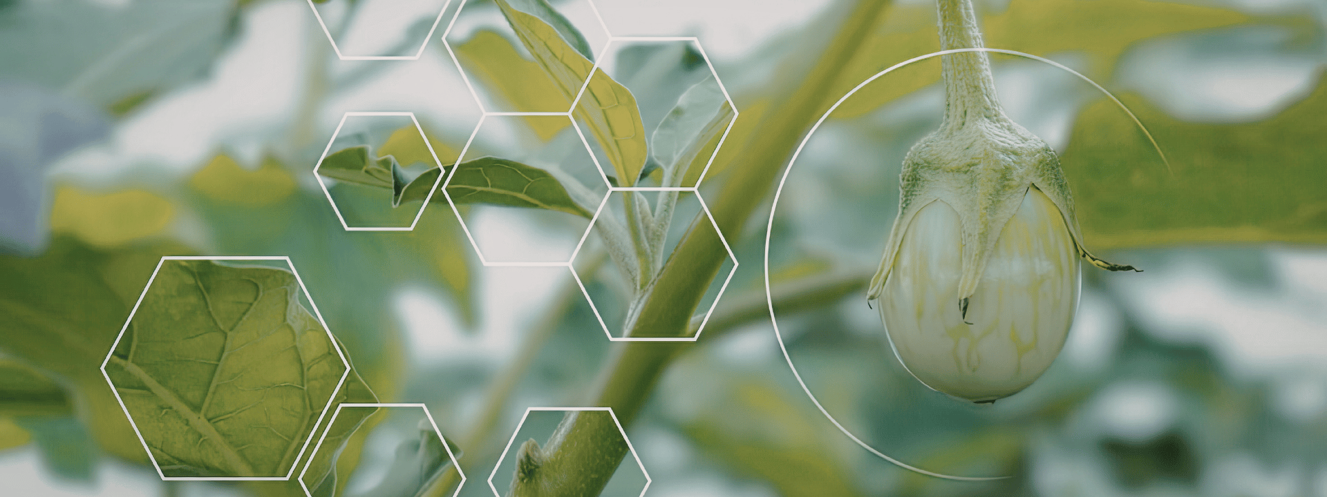 Close-up of green plant with scientific overlay illustrating advanced emulsification and ingredient system innovation