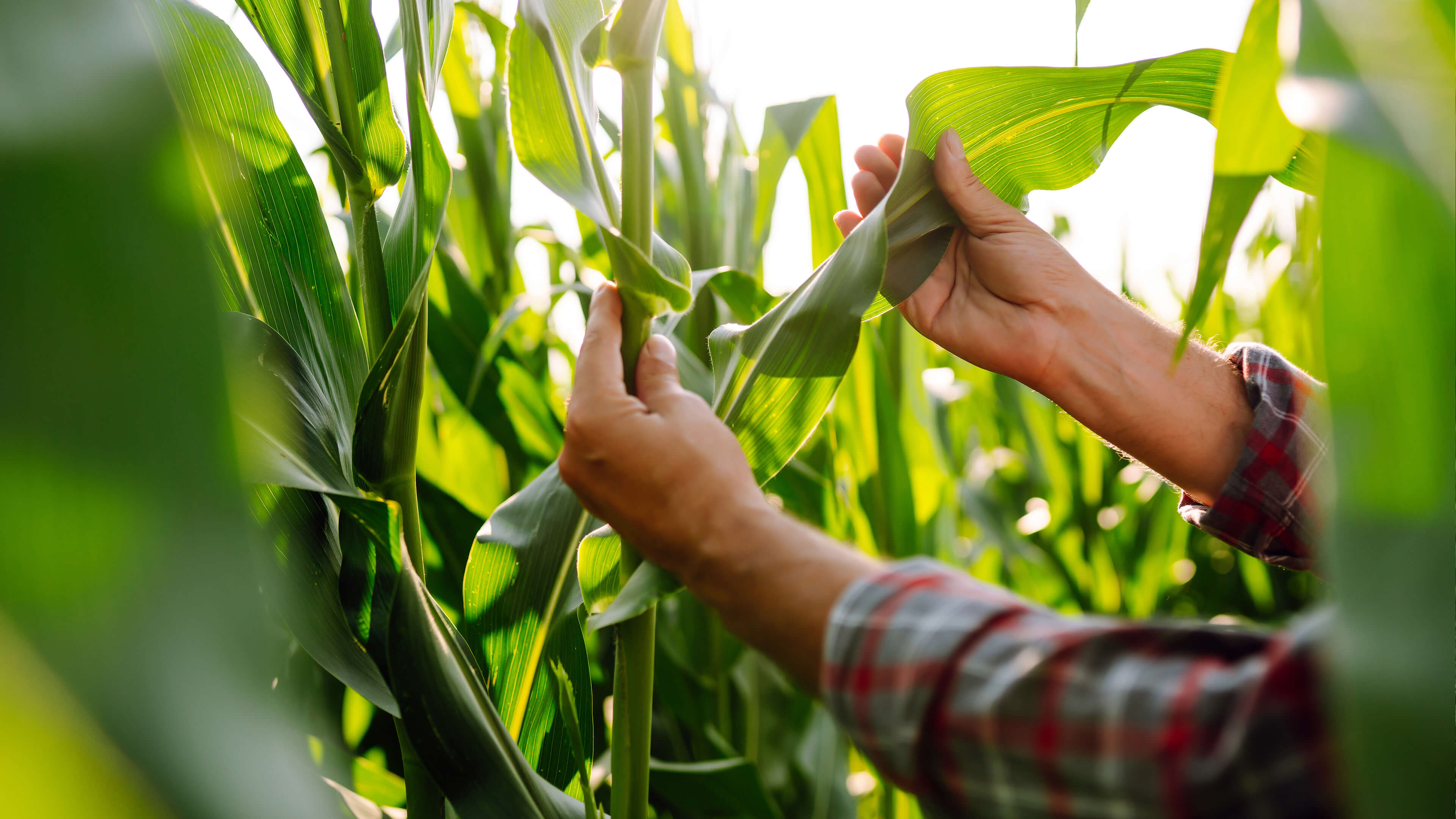 Growing smarter, naturally