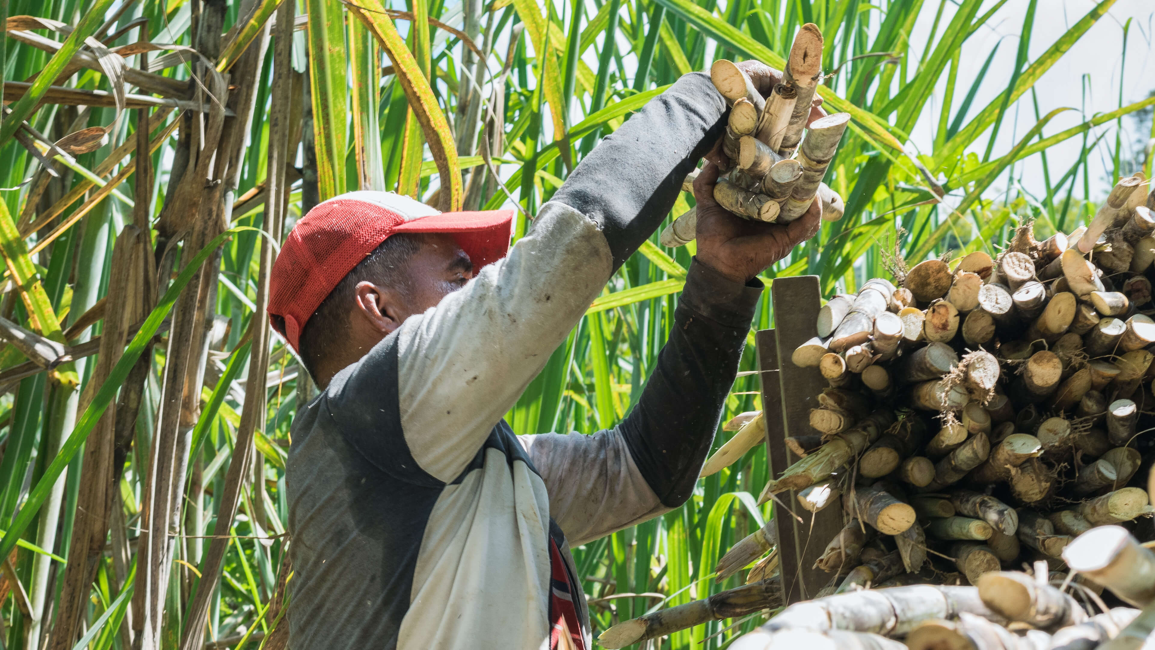 Solutions for sweetness and strength