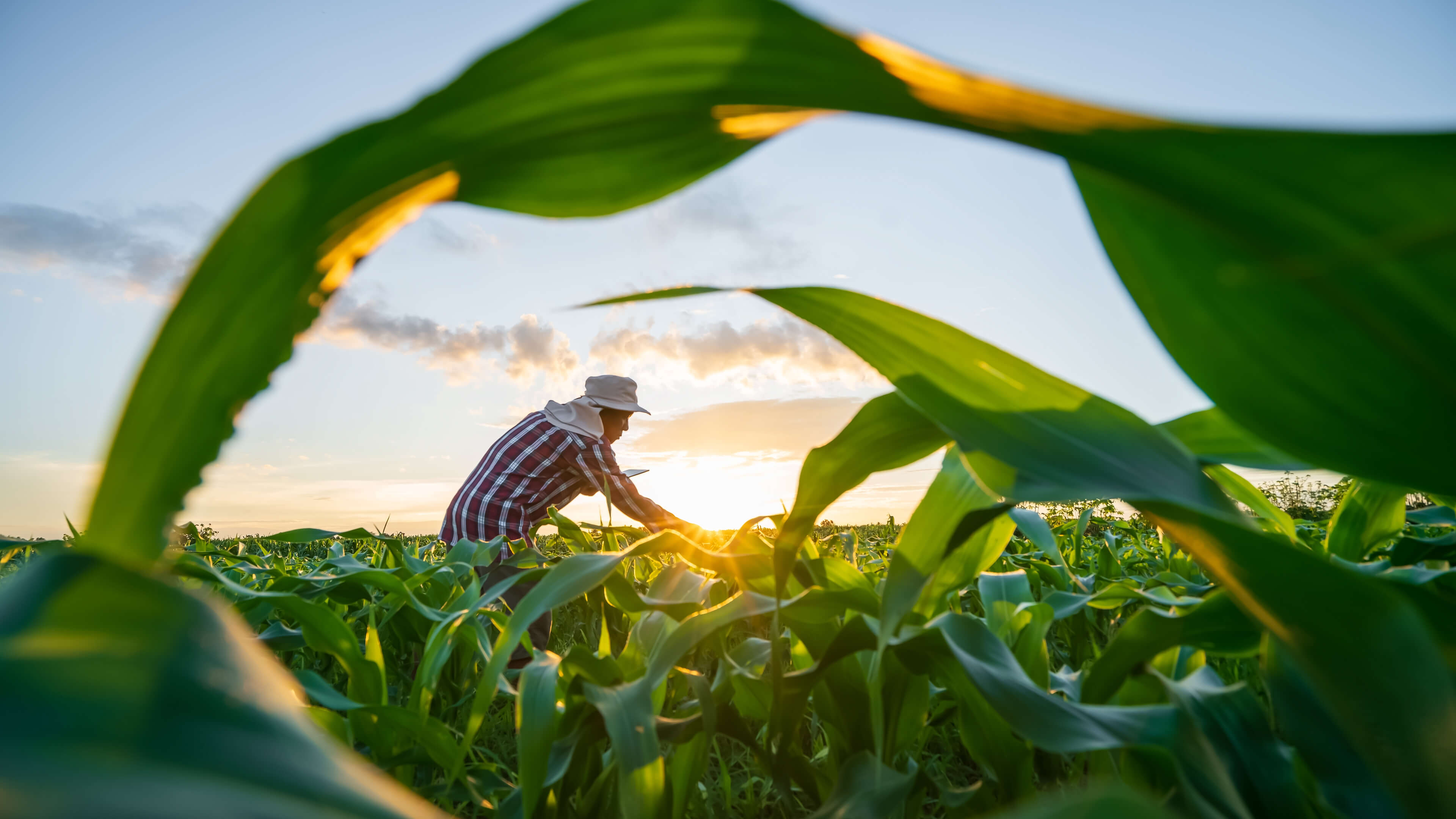 Supporting stronger crop defense