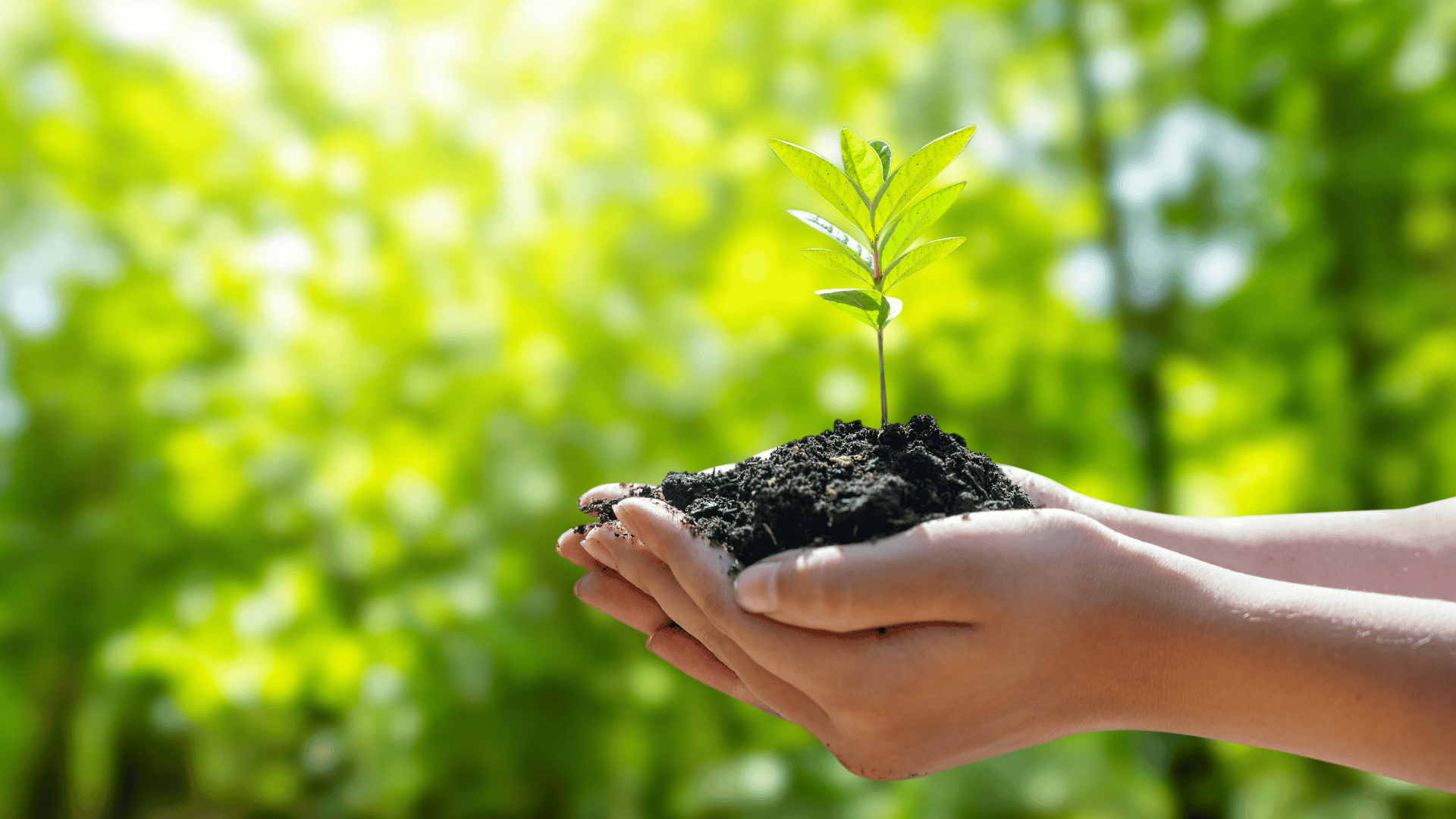 Young plant growing in soil held in hands symbolizing sustainable sourcing and future ready food ingredient solutions